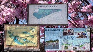 CYCLING 桜まだまだつぼみですPart3 3/30/2024(Myojin Shita Koen&Tamagawa Chuo Koen)