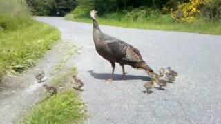 Turkey mom signals danger to her chicks. See what happens!