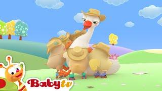 Cinco Patinhos  | Canções & Rimas | BabyTV Português