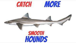 Fish Fridays - The Smoothhound Rigs Baits Tactics & Records #seafishinguk