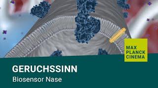 Geruchssinn - Biosensor Nase