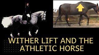 Normal athletic horses have normal, cadent, wither lift action during striding.