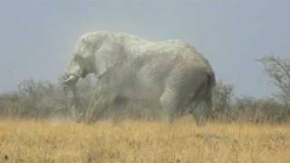 Huge bull elephant in Etosha National Park