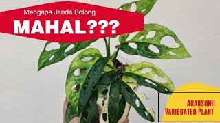 Mengapa janda Bolong Variegata Mahal? | Adansonii Variegata