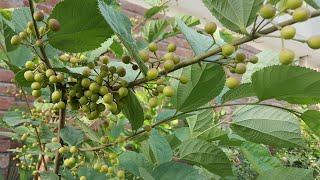 Harvest Fruit From My Own Garden | Falsa