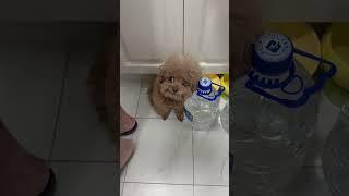 dinner time #cute #dog #toypoddle