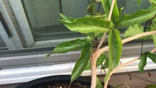 Dolichandra unguis-cati (cat's claw creeper)