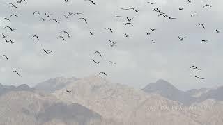 Birds of Eilat, Israel