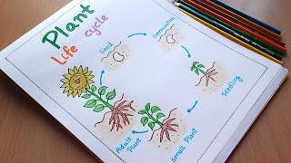 How to draw plant life cycle diagram | Easy plant life cycle diagram step by step | artYo