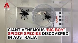 'Big Boy' spiders: Australian scientists discover larger funnel-web species