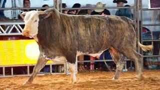  (SEMI FINAL em TOUROS) | Rodeio de GUAPIAÇU-SP 2024