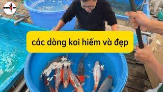 các dòng cá koi hiếm và đẹp