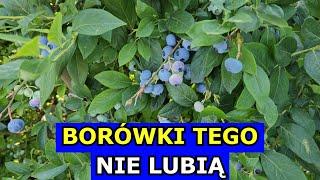 Borówki tego NIE LUBIĄ. Krzywe Pędy Borówek. Letnie Podlewanie Borówki amerykańskiej Uprawa, Zbiory.