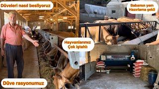 DÜVELERİ NASIL BESLİYORUZ / BABAM YEM HAZIRLIYOR / ÇİFTLİK TEMZİLİĞİ