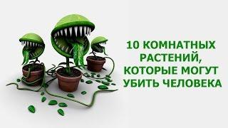 10 КОМНАТНЫХ РАСТЕНИЙ, КОТОРЫЕ МОГУТ УБИТЬ ЧЕЛОВЕКА