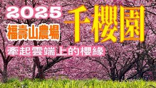 台灣Taiwan~台中福壽山農場千櫻園及百櫻園，櫻花滿開超浪漫(拍攝日期2/27)