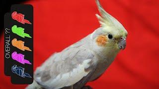 Cockatiel, The Best Pet Parrot?