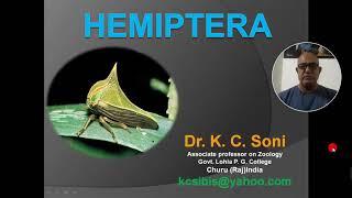 HEMIPTERA