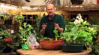 How to Grow Vegetables Indoors in a Pot