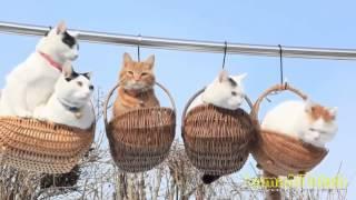 Ծիծաղելի կատուներ  Смешные кошки   Funny cats