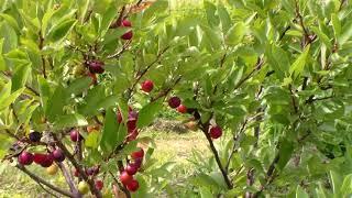 Beach Plum Tree Review and Care