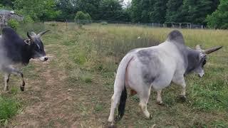 Mini zebu bulls