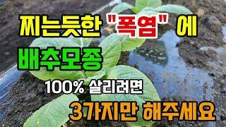 배추모종 심어야하는데 더워서 죽을까 걱정이라면 이렇게 3가지 해주면 배추모종 절대 안죽어요 #배추심는시기