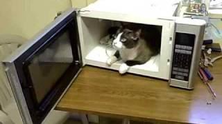 Marty "The Cat" - in - The great microwave adventure