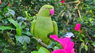 Female Parrot Voice | Loud Parrot Chirping | Parrot Natural Sounds