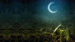GARDENING BY THE MOON - Learn How To Garden By The Moon's Phases - Plant by the Moon Calendar