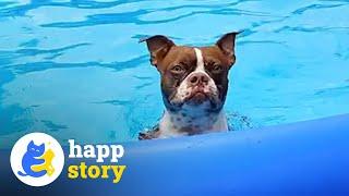 Dad Creates Dreamy In-House Pool for His Beloved Dog!