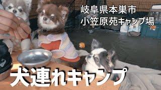 【犬連れキャンプ】愛犬チワワ３匹と秋キャンプ（小笠原苑キャンプ場）