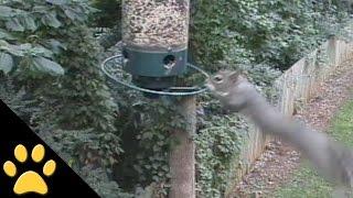 Squirrels Spinning on Bird Feeders: Compilation