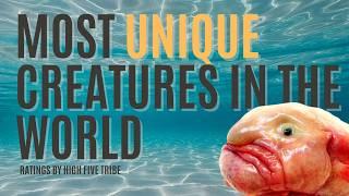 Nature's Most Unique Creations - 5 most unusual and mesmerizing animals in the WORLD!