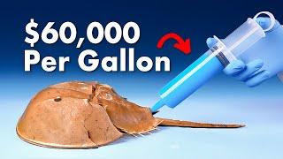 Why Is Horseshoe Crab Blood So Expensive?