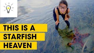 We found starfish heaven | Marine Treasure Hunt