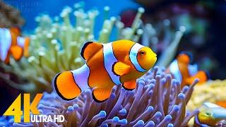 Aquarium 4K VIDEO (ULTRA HD)  Beautiful Coral Reef Fish - Relaxing Sleep Meditation Music #15