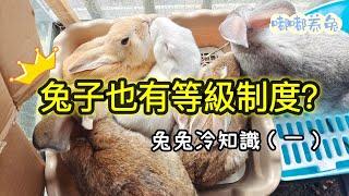 Is there a strict hierarchy among rabbits? ｜Performance of hierarchy among rabbits #Rabbits