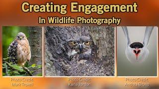 Engagement In Wildlife Photography Portraits