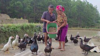 Chi Duyen's parents helped take care of the ducks and finished planting the remaining fields