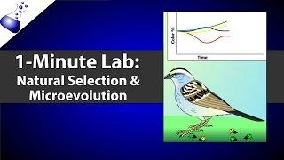 Natural Selection and Microevolution