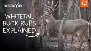 What can Whitetail Buck Rubs Tell You? | Whitetail EDU with Mark Kenyon and Tony Peterson