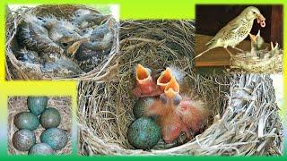 Птенцы дрозда - от яйца до птенца на нашей даче. Интересные факты из гнездовой жизни!