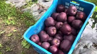 king roat and mema mester apple harvesting 2023