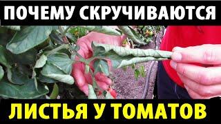 Почему скручиваются листья у томатов. Причины и решения.