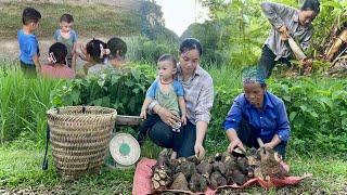 Harvesting Horseshoe tubers from nature Bringing to the market to sell  | Wild girl - Huong