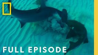 Ultimate Shark Showdown: Bull Shark vs. Hammerhead (Full Episode) | National Geographic