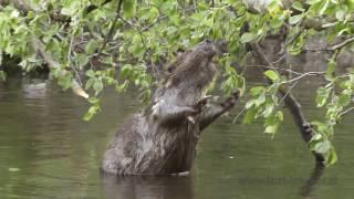 Biber in der Lobau