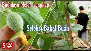 Cara pemangkasan cabang pada tanaman melon dan seleksi bakal buah