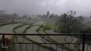 Monsoon Rain Balcony View Bali | Rainfall for Relaxing, Meditation, Insomnia, PTSD